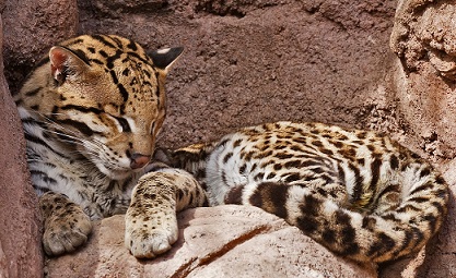 Ocelot Resting on a Rock